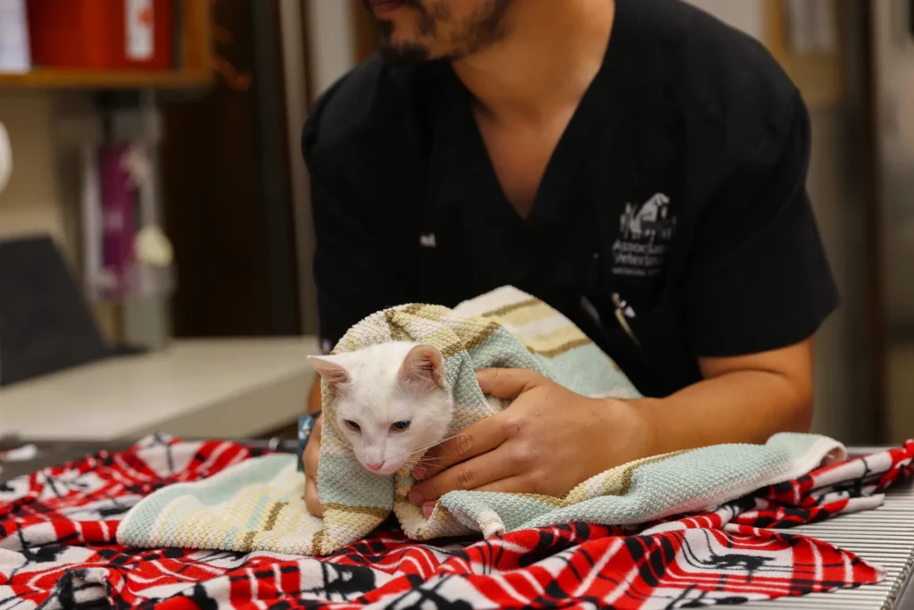Surgery and Anesthesia, veterinary surgery in Walla Walla, pet anesthesia safety