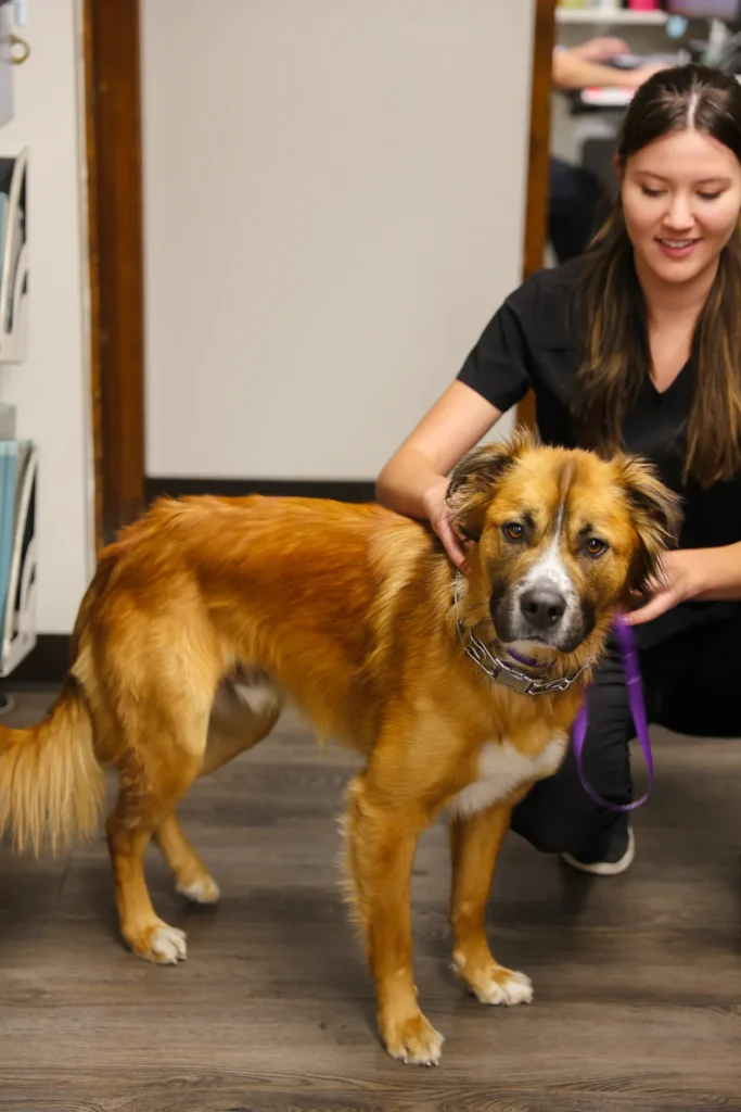 Diabetes Care for Cats and Dogs, diabetes management for pets Walla Walla, veterinary diabetes treatment for dogs and cats