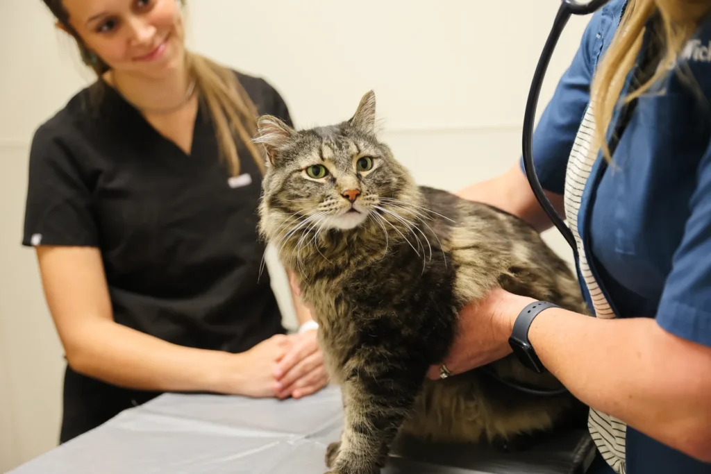 Diabetes Care for Cats and Dogs, diabetes management for pets Walla Walla, veterinary diabetes treatment for dogs and cats