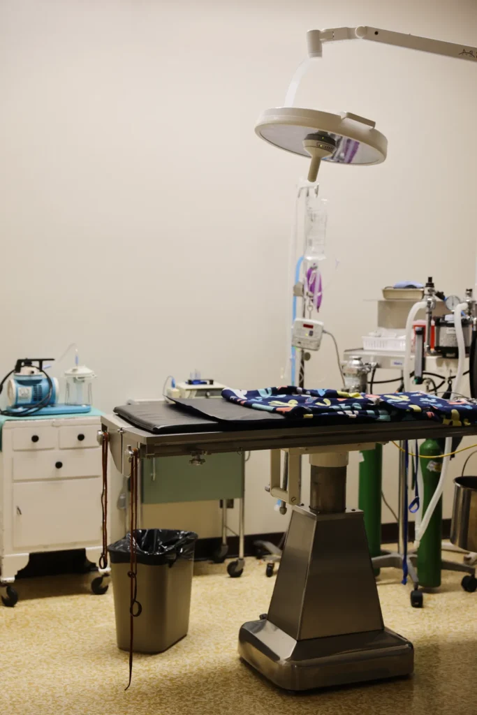 Surgery and Anesthesia, veterinary surgery in Walla Walla, pet anesthesia safety
