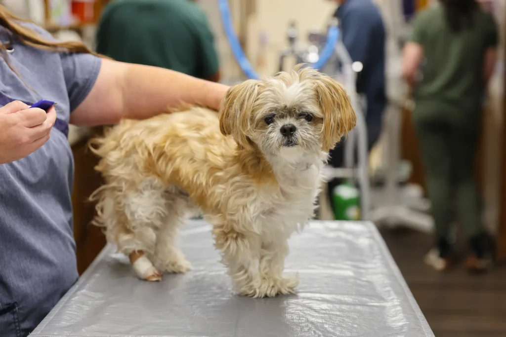 Pain Management, pet pain relief Walla Walla, veterinary pain management services