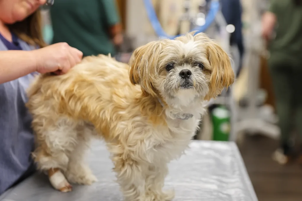 Vaccines, Parasite Prevention & Environmental Health, pet vaccines Walla Walla, parasite prevention for dogs and cats