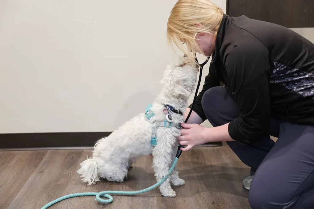 End-of-Life Care and Euthanasia, pet quality of life assessment Walla Walla, veterinary euthanasia support services