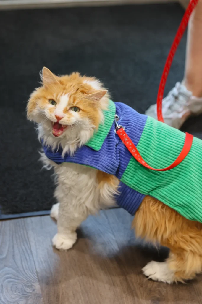 Senior and Geriatric Pet Care, senior pet wellness Walla Walla, geriatric veterinary services