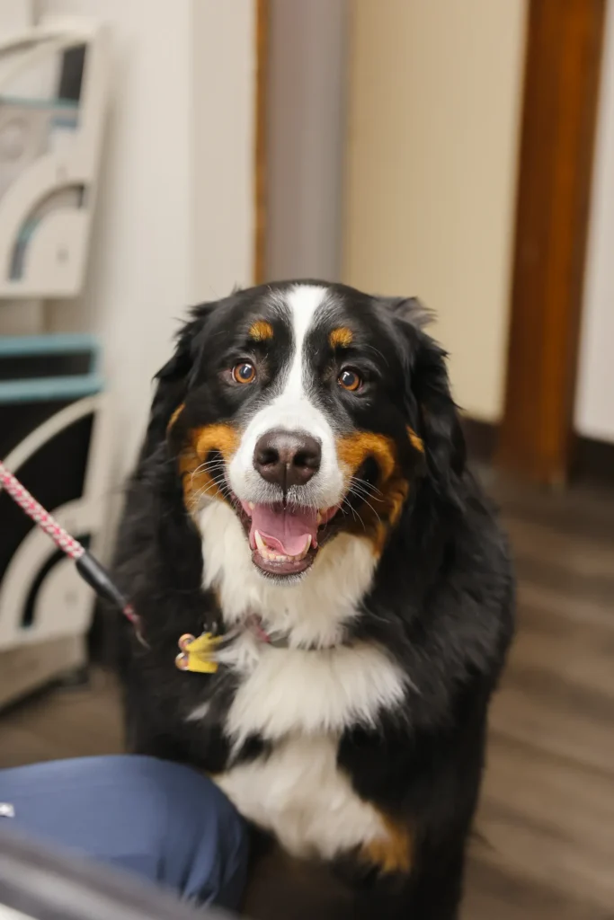 Microchipping, pet microchipping in Walla Walla, permanent pet identification services