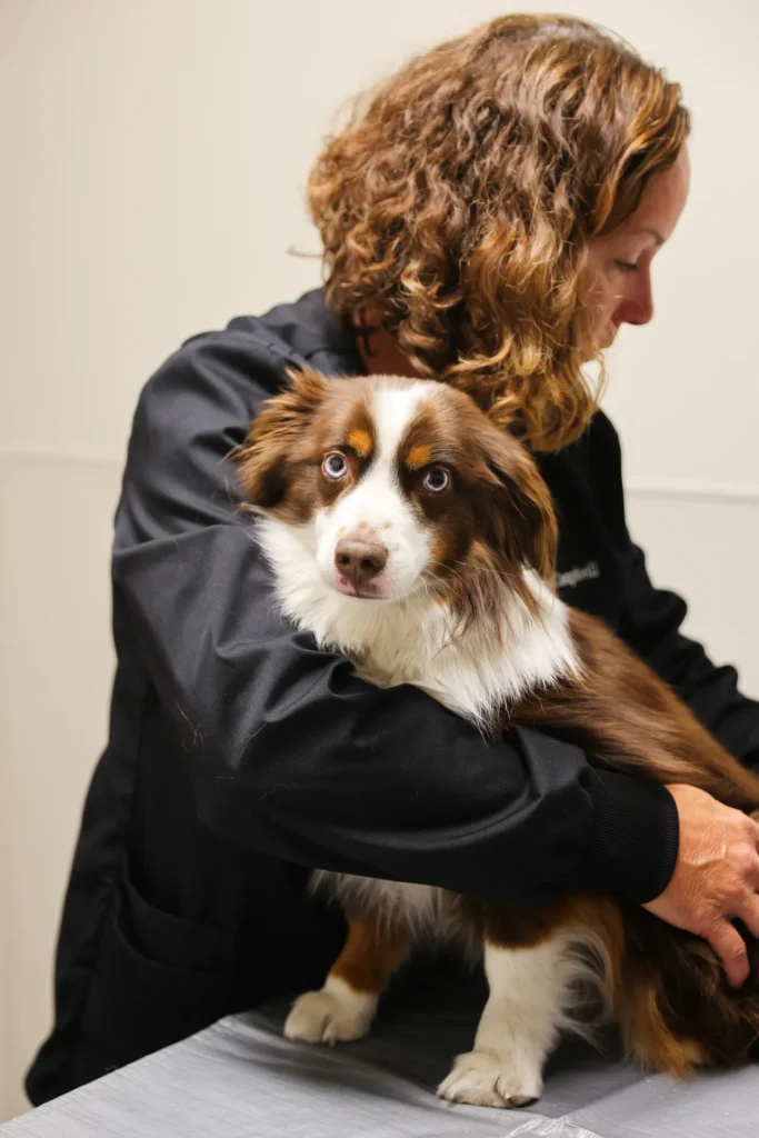 Emergency and Urgent Care, urgent veterinary care Walla Walla, after hours pet emergency services