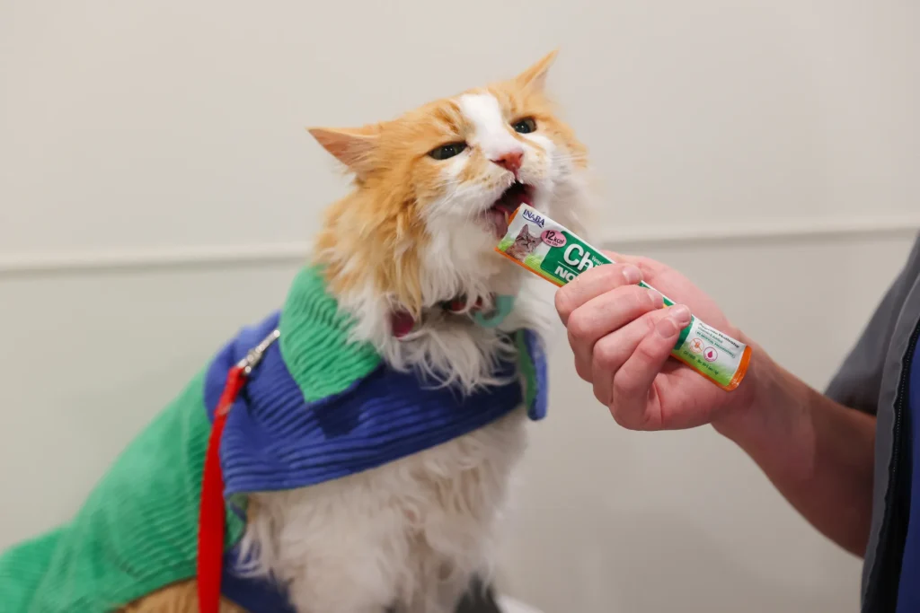 Dermatology and Allergy Care, pet allergy treatment Walla Walla, veterinary dermatology for dogs and cats