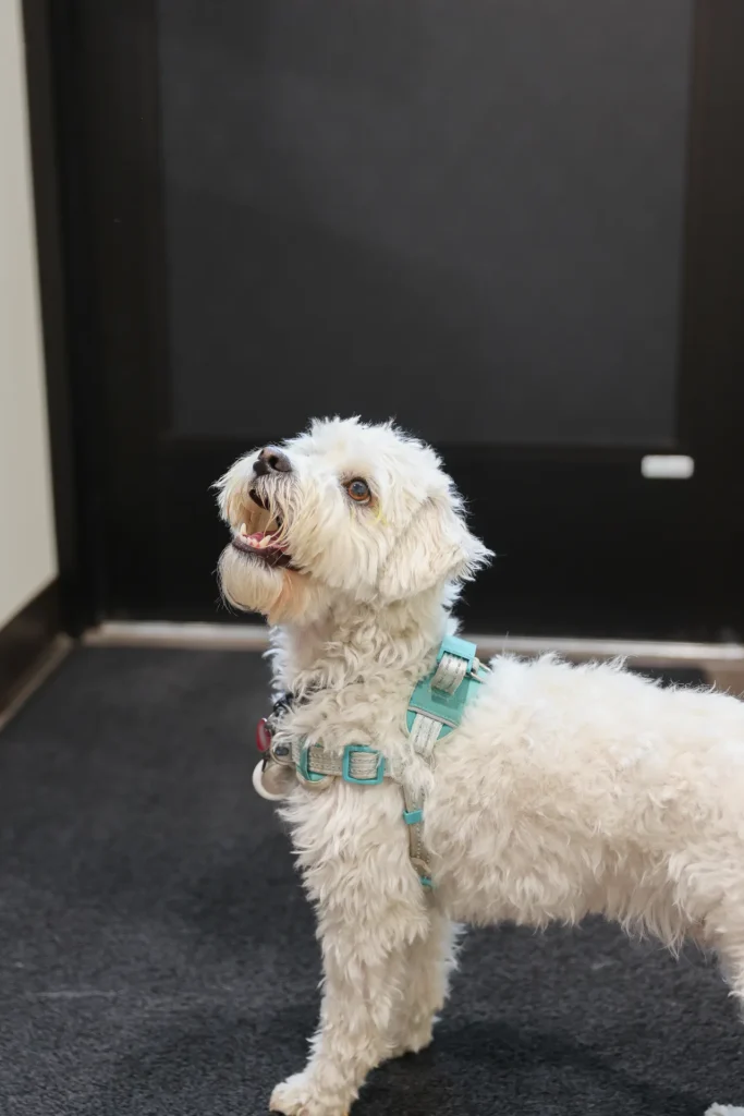 Laser Therapy, veterinary laser therapy Walla Walla, pain relief for pets