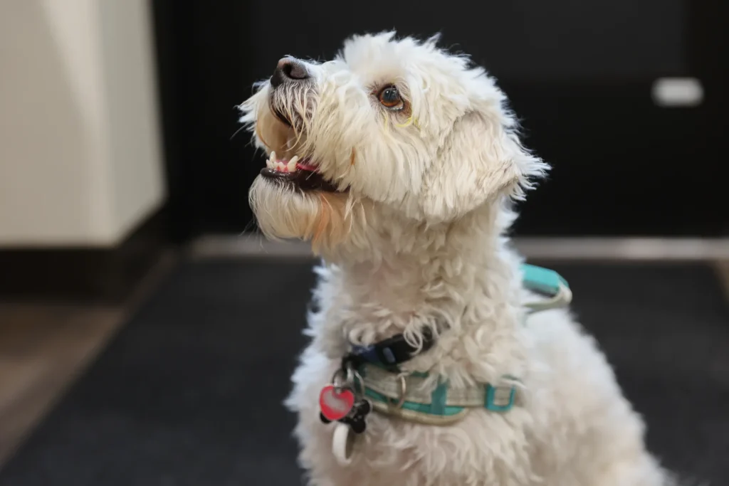 Dental Care, veterinary dental services Walla Walla, pet dental health care