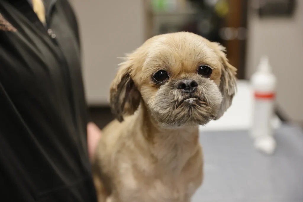 Dermatology and Allergy Care, pet allergy treatment Walla Walla, veterinary dermatology for dogs and cats