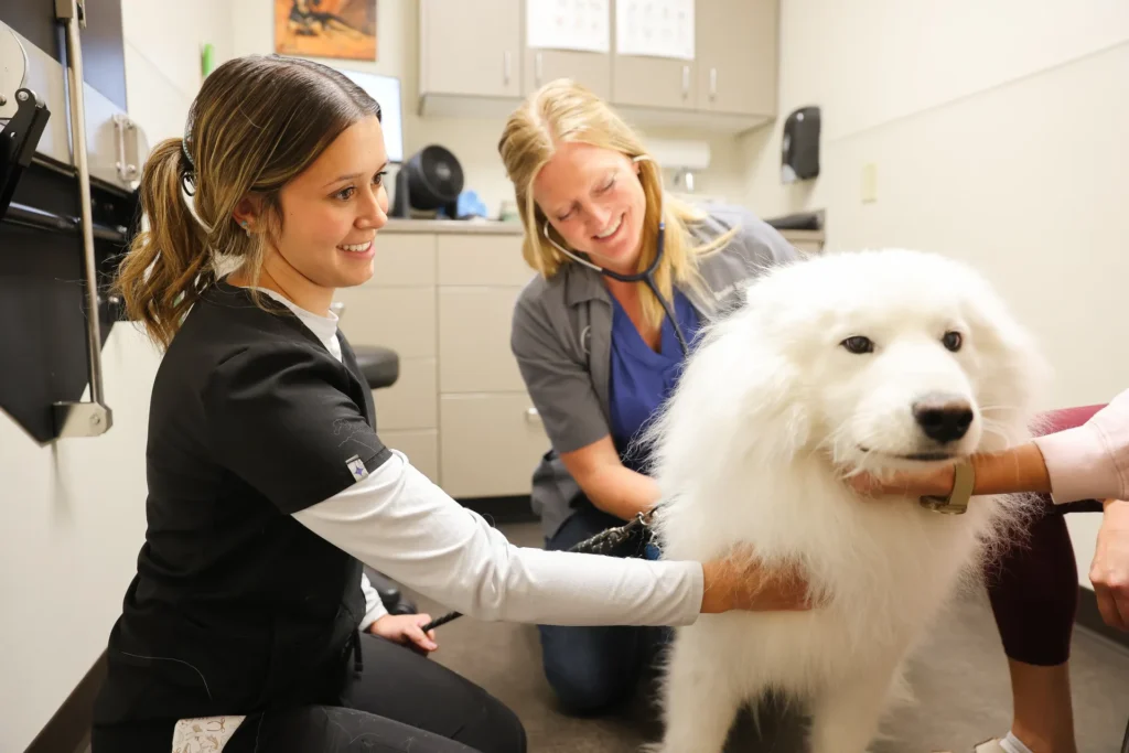 Dermatology and Allergy Care, pet allergy treatment Walla Walla, veterinary dermatology for dogs and cats