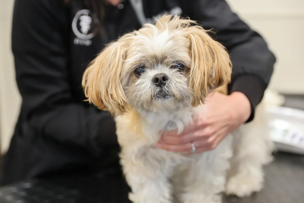 Laser Therapy, veterinary laser therapy Walla Walla, pain relief for pets