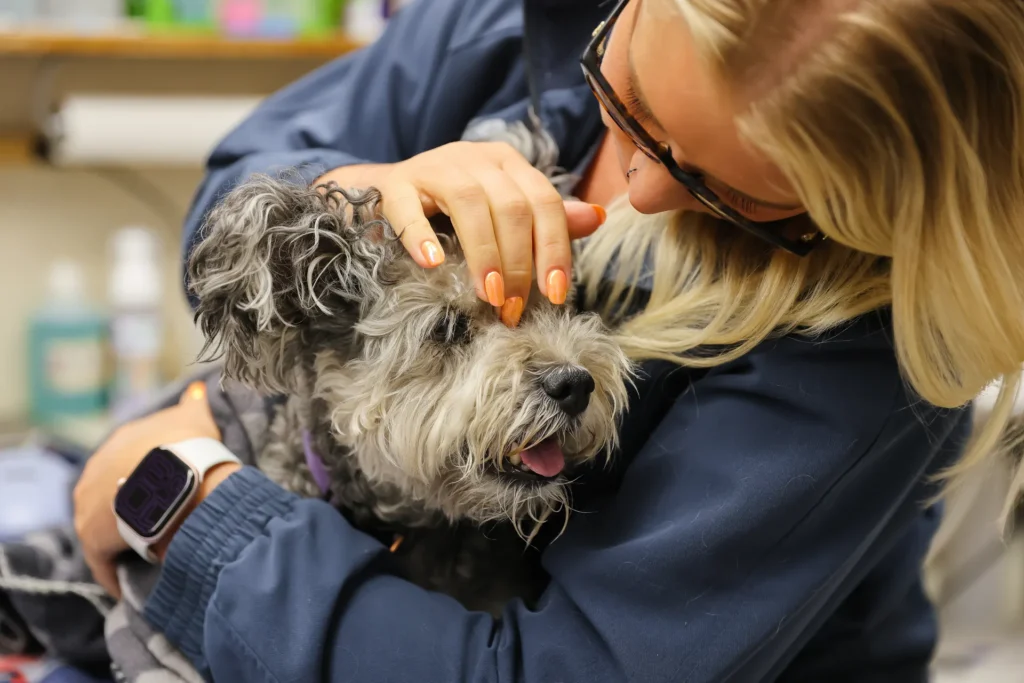 Pain Management, pet pain relief Walla Walla, veterinary pain management services