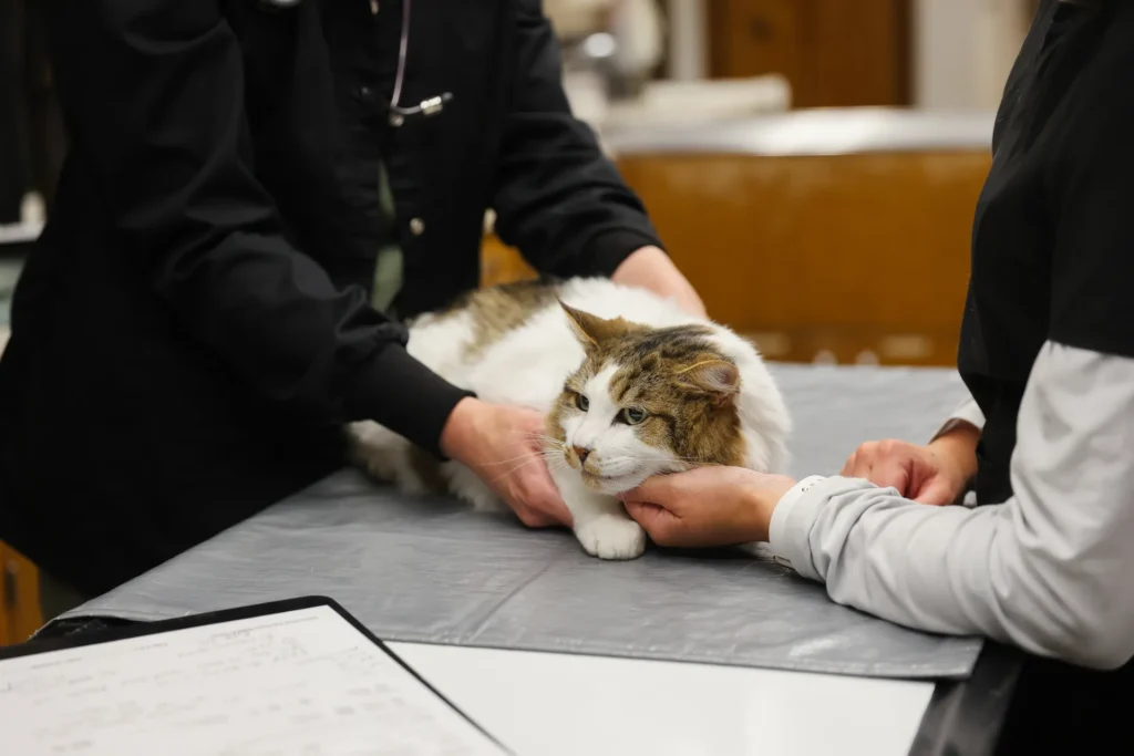 Dental Care, veterinary dental services Walla Walla, pet dental health care