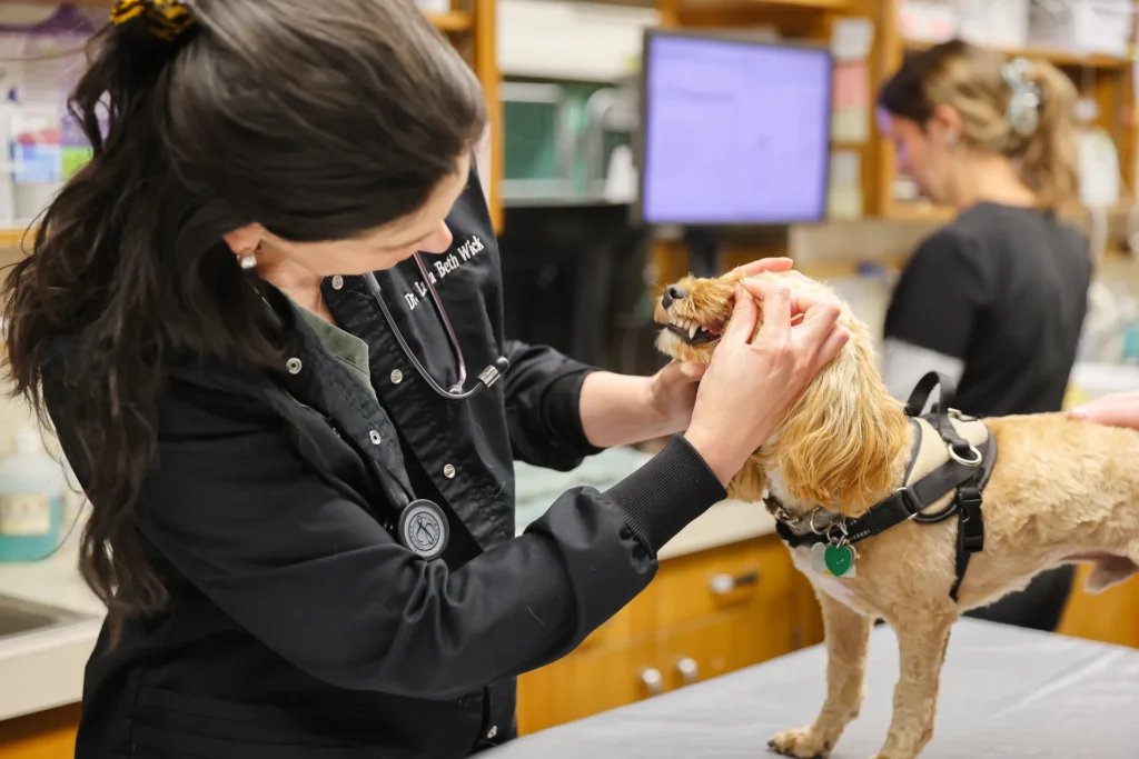 Dental Care, veterinary dental services Walla Walla, pet dental health care
