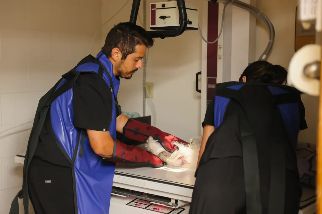 Diagnostics, veterinary diagnostics in Walla Walla, pet diagnostic imaging services